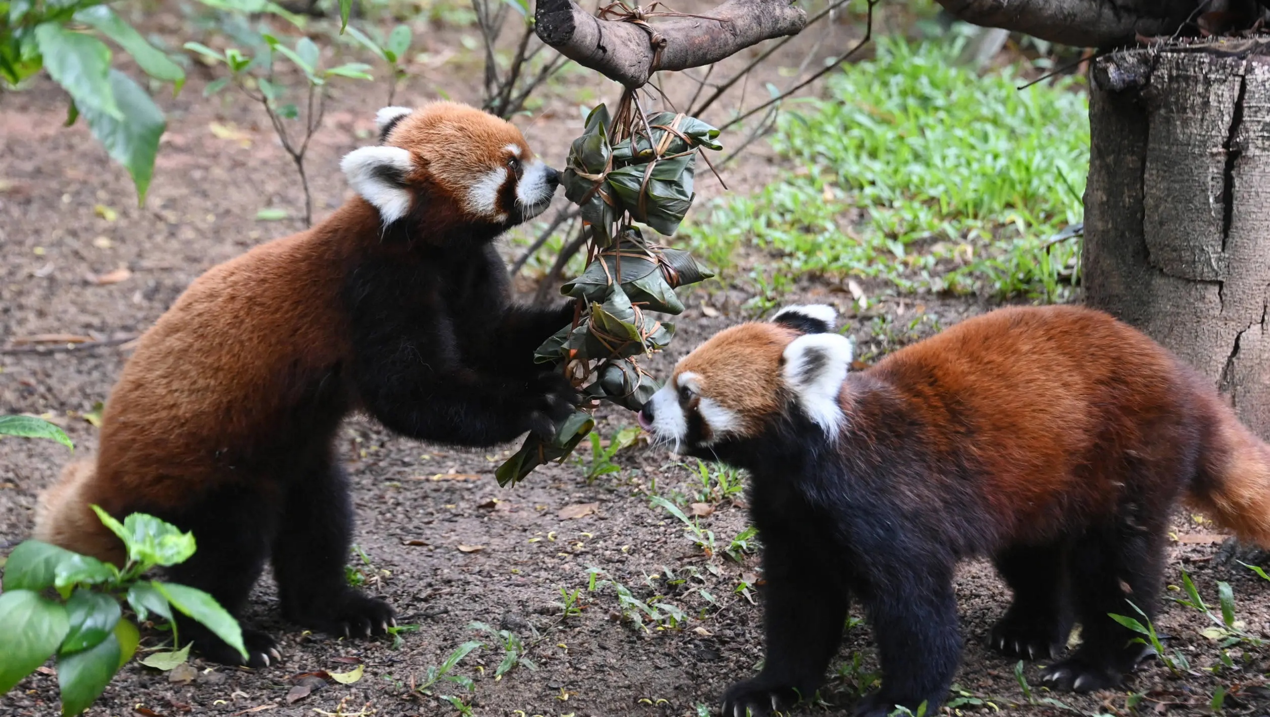 Shenzhen Wildlife Park